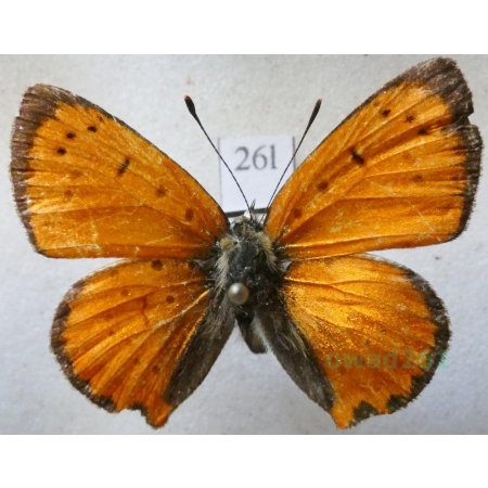 Lycaena ottomana (Lefèbvre, 1830) male Czerwończyk ottomański Bulgaria26l